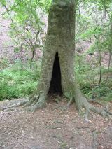 Hollow Tree