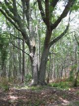 Splilt Tree